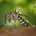 Enhance Your Patio with Mosquito Control in Fayetteville